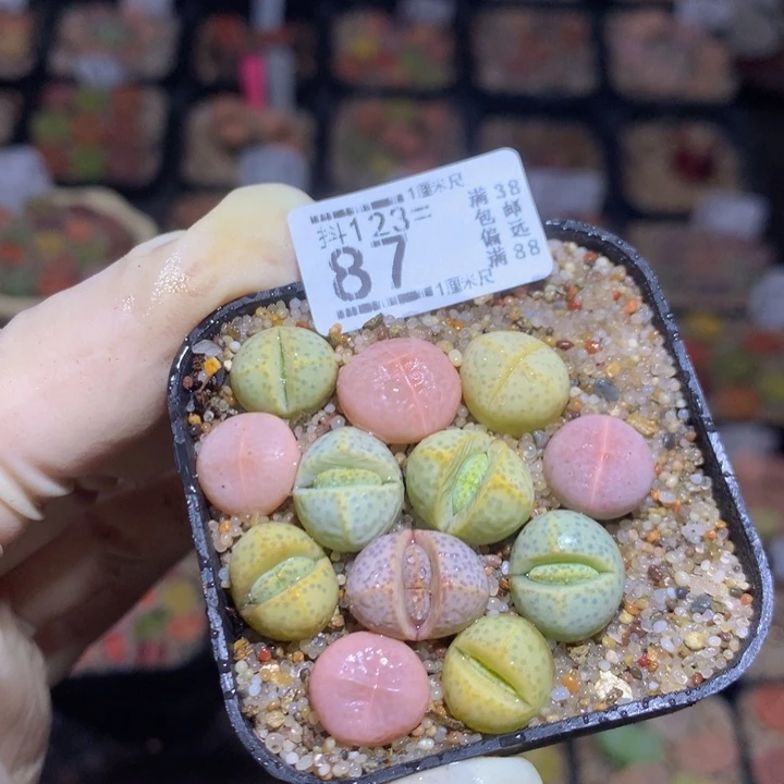 心**ღ精品生石花123.87