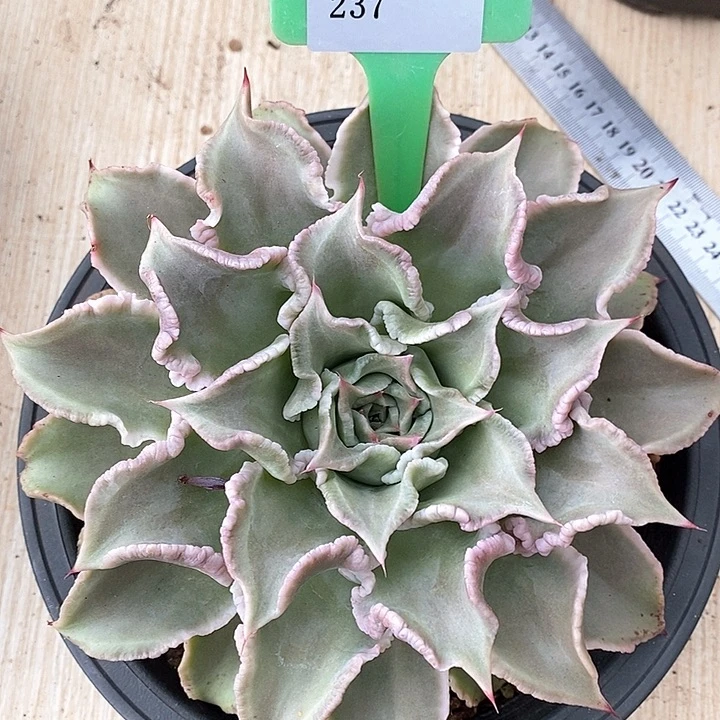 L***吖237-直播福利饺子皮