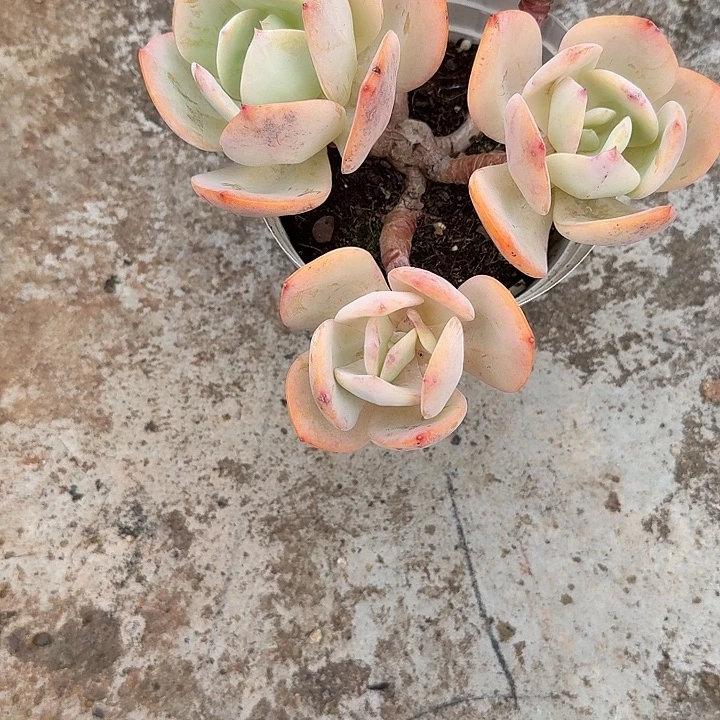 ****ご白凤多肉植物一颗