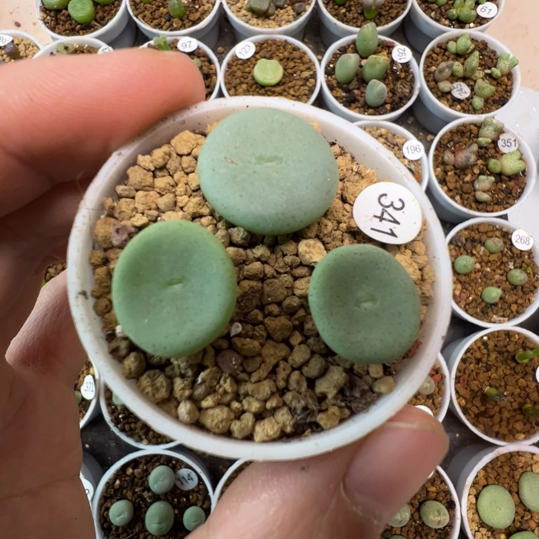 酒杯一颗脱土34100000