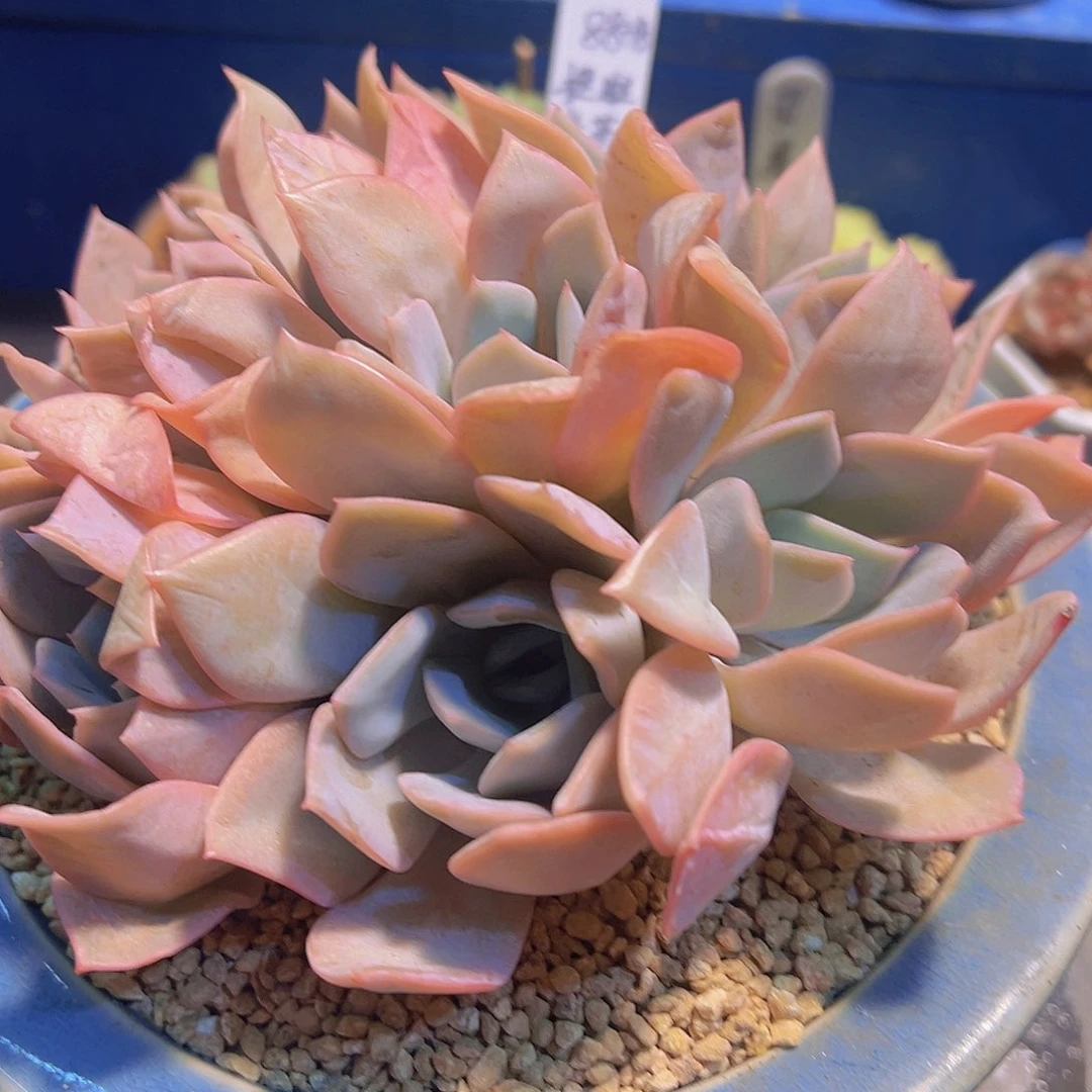 布**寳补盆钱，多肉植物，