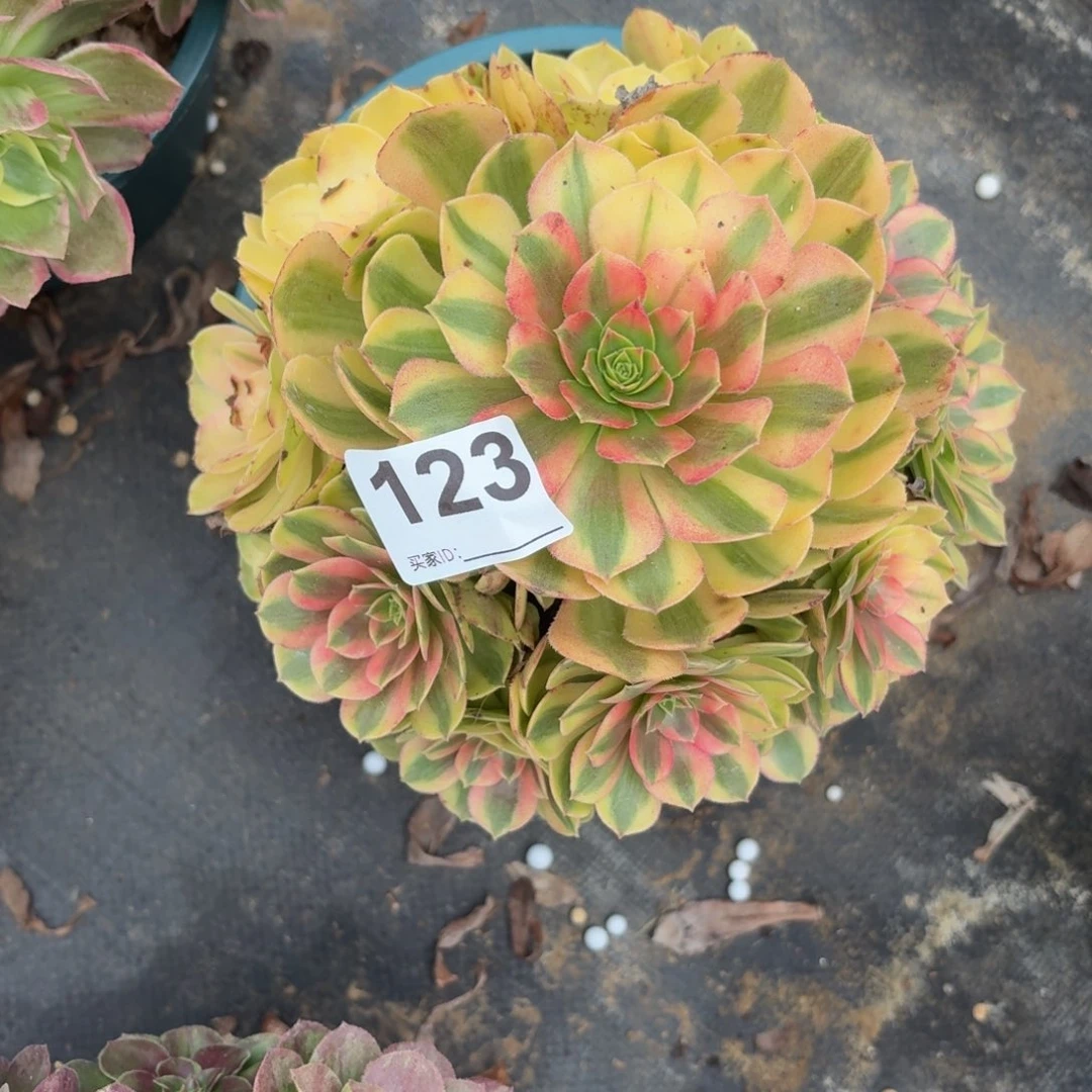 123雨河多肉植物福利