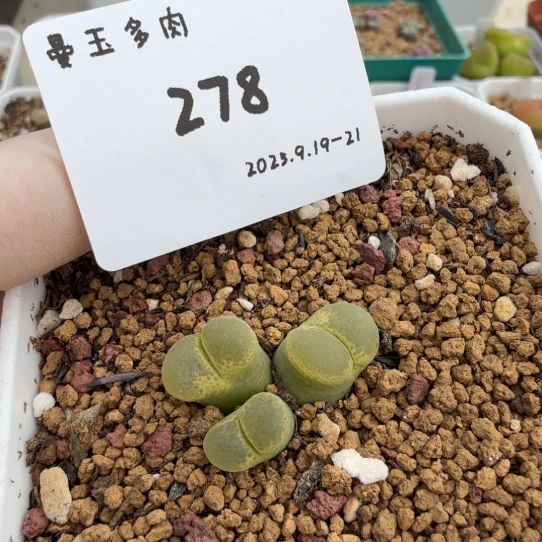 多肉多肉多肉9.21-278 梦幻风铃
