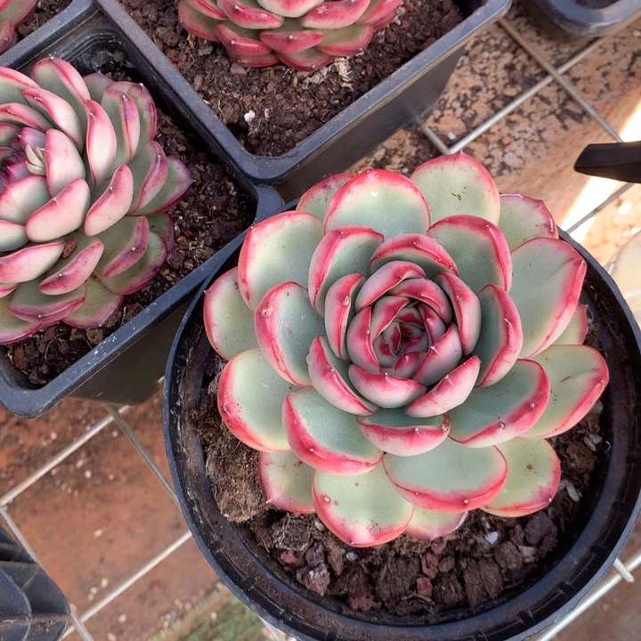 花田错多肉植物两单包邮