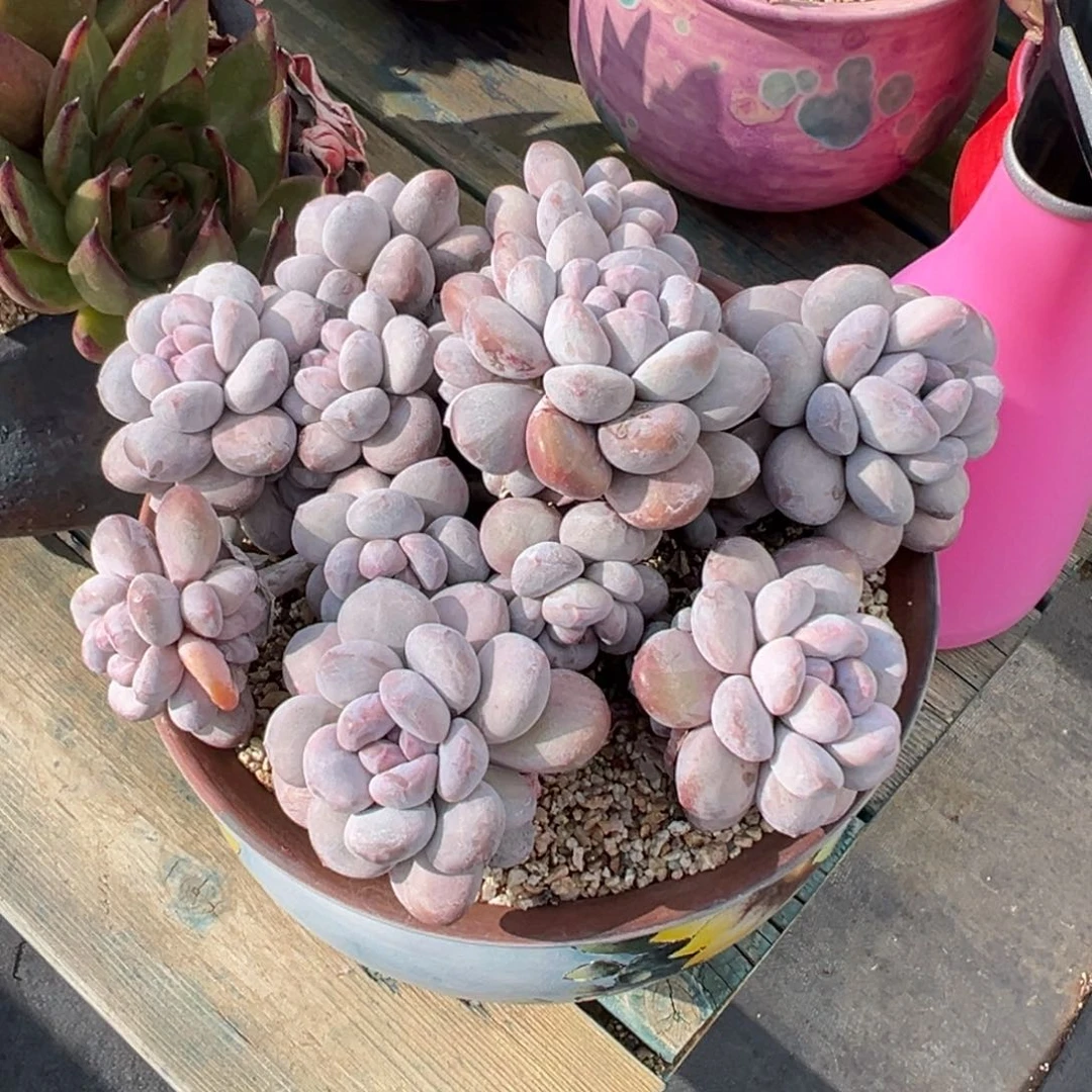 多肉一物一拍0209.香水