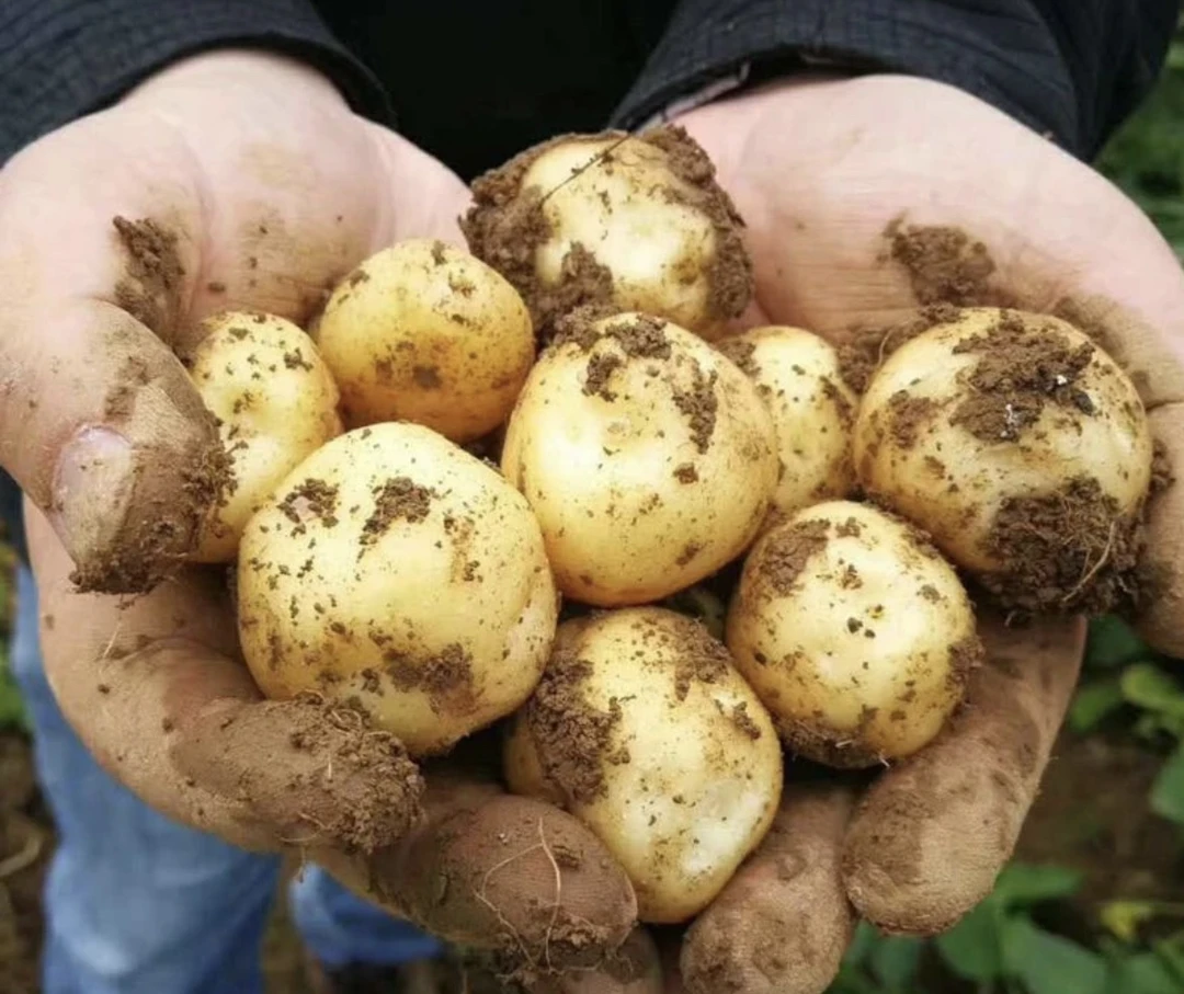 【新鲜黄心土豆】农家露天种植黄心土豆