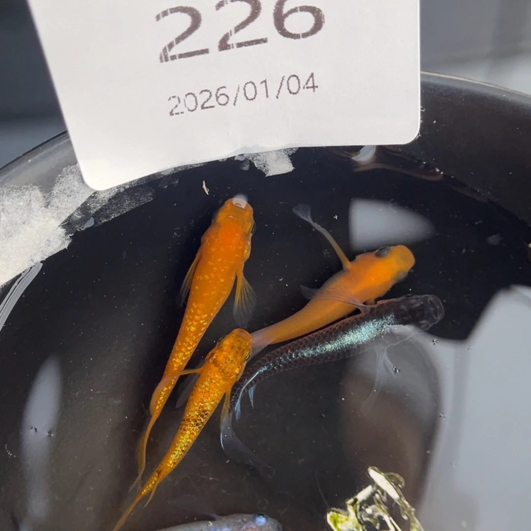 青鳉鱼226长鳍五尾