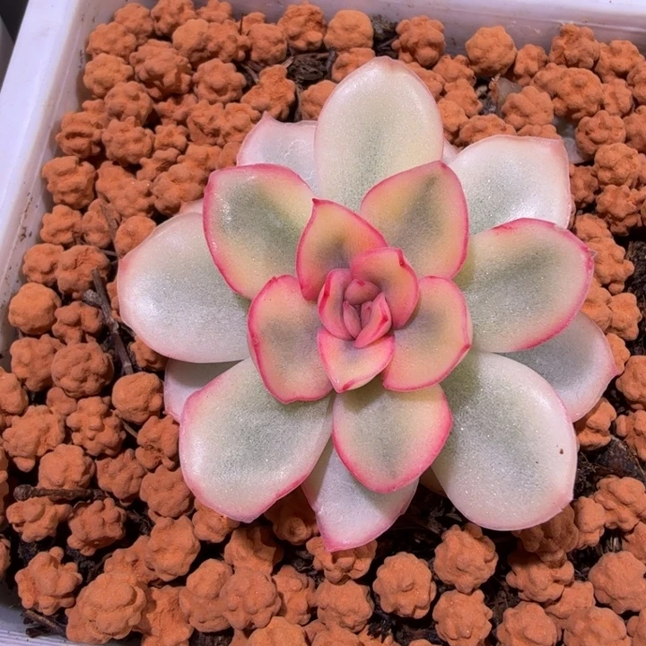 糖心猎户座锦多肉植物