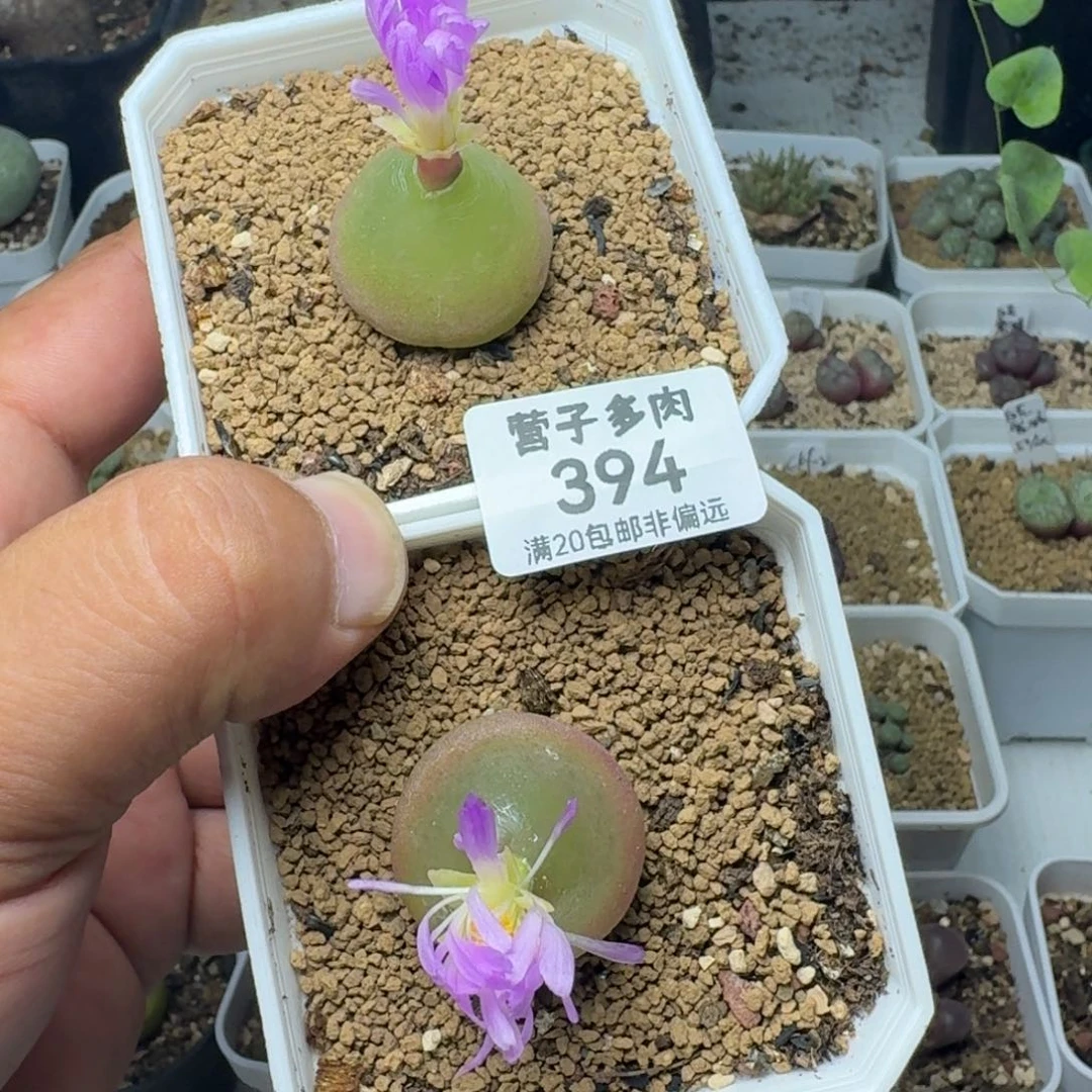 灯泡两颗带盆土