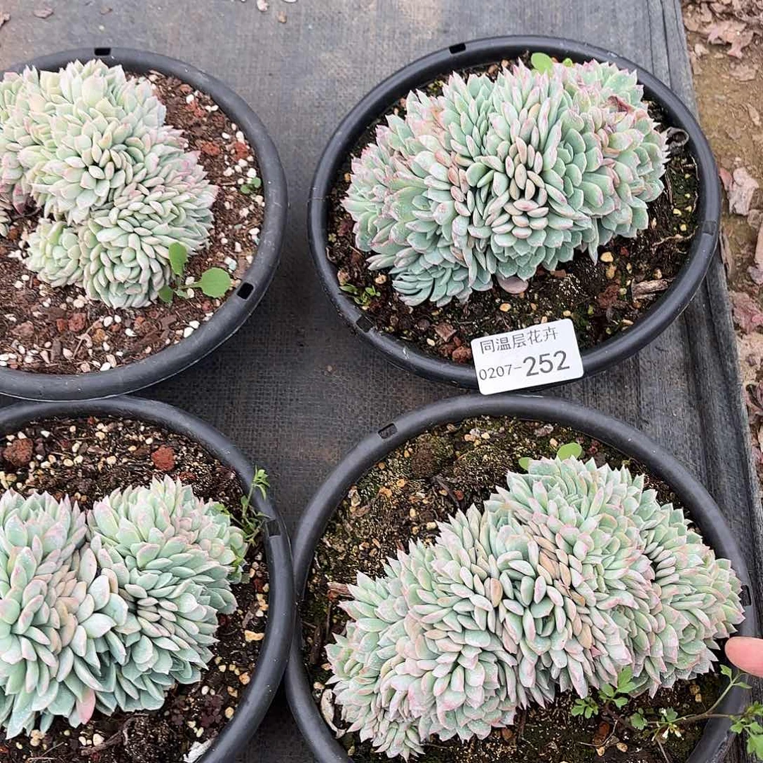 同温层多肉莎莎缀252量拍