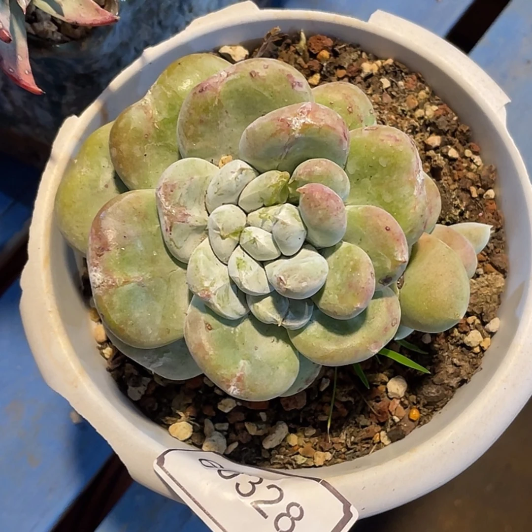 【闪购商品】岁**好红拇指