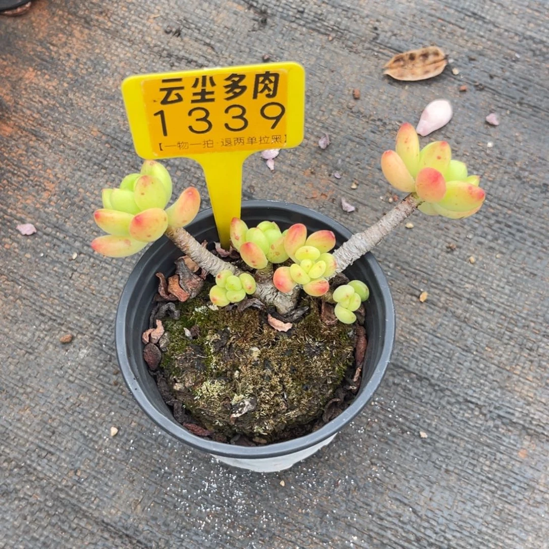 云尘多肉一物一拍1339，