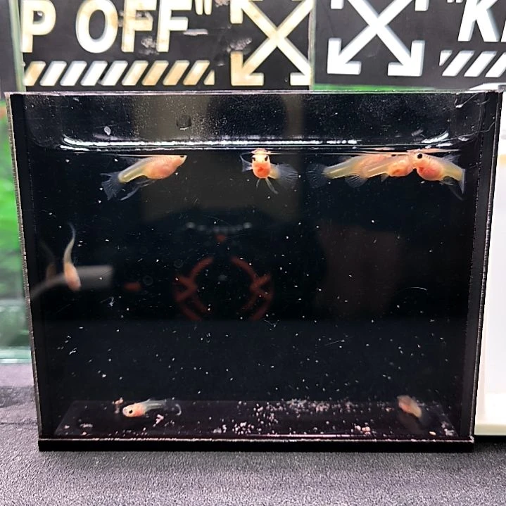 孔雀鱼孔雀鱼，粉猫大c苗子8条含两条路损