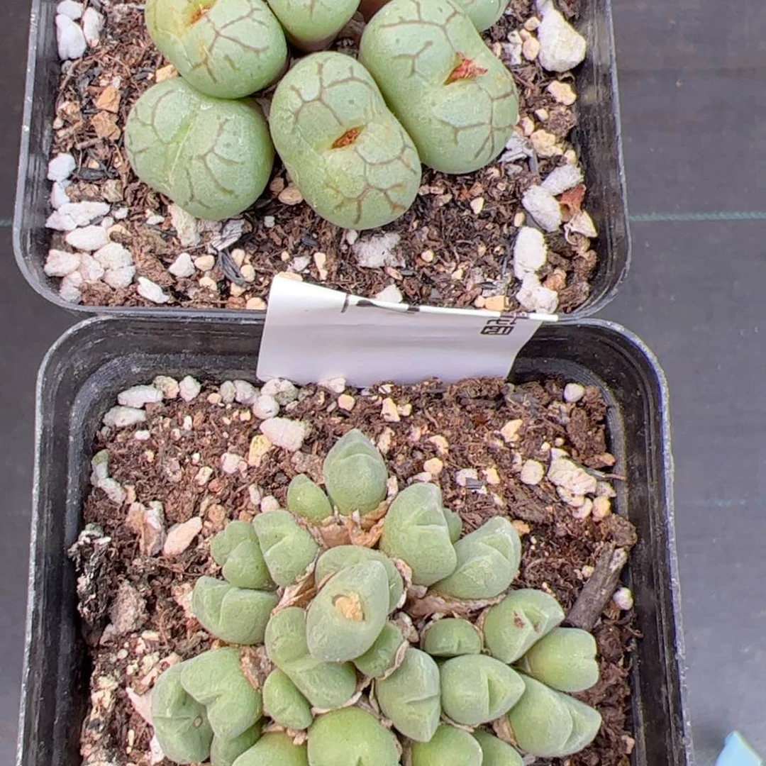 【闪购商品】128 年终收官两群多肉