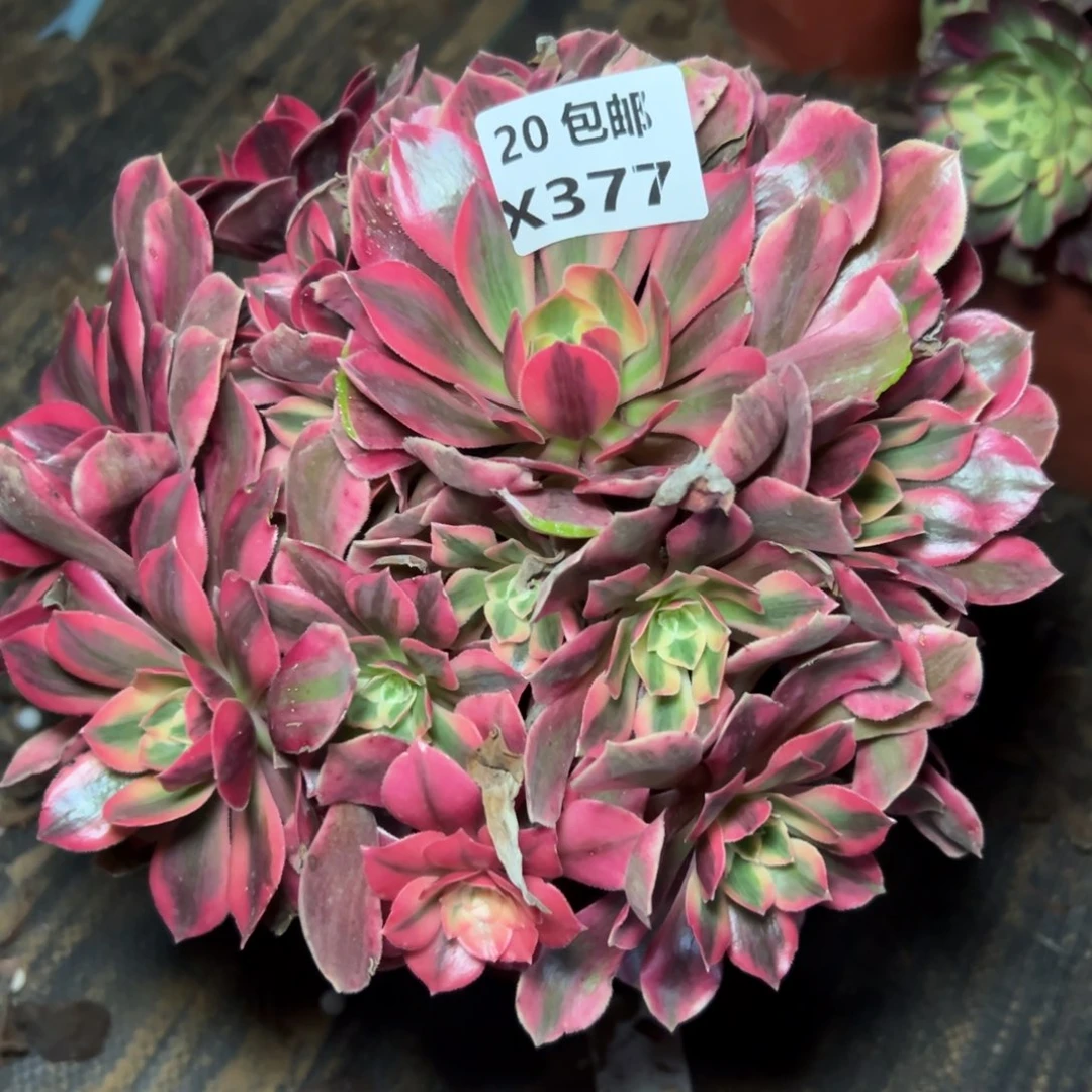 377女妖，满20包邮嘟叮熊