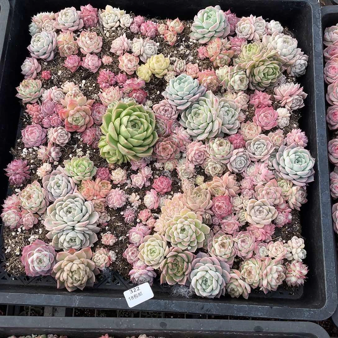 昵***置322。定。