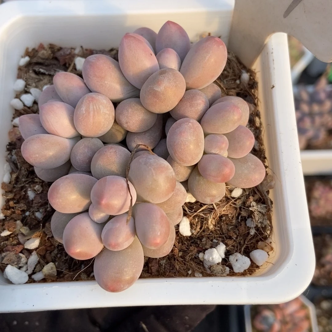 917粉色恋人多肉植物保护