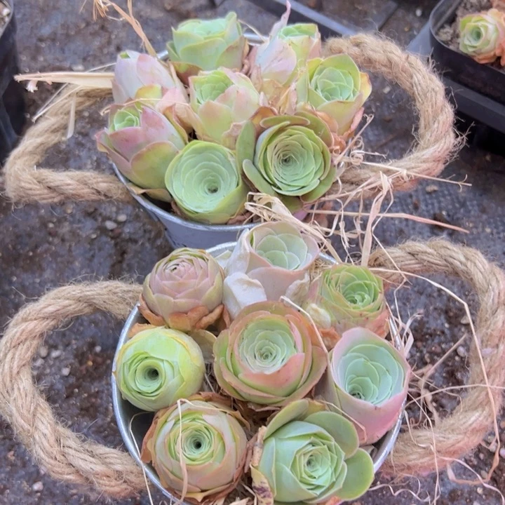 抱抱桶组合裸根不带土发货不包损