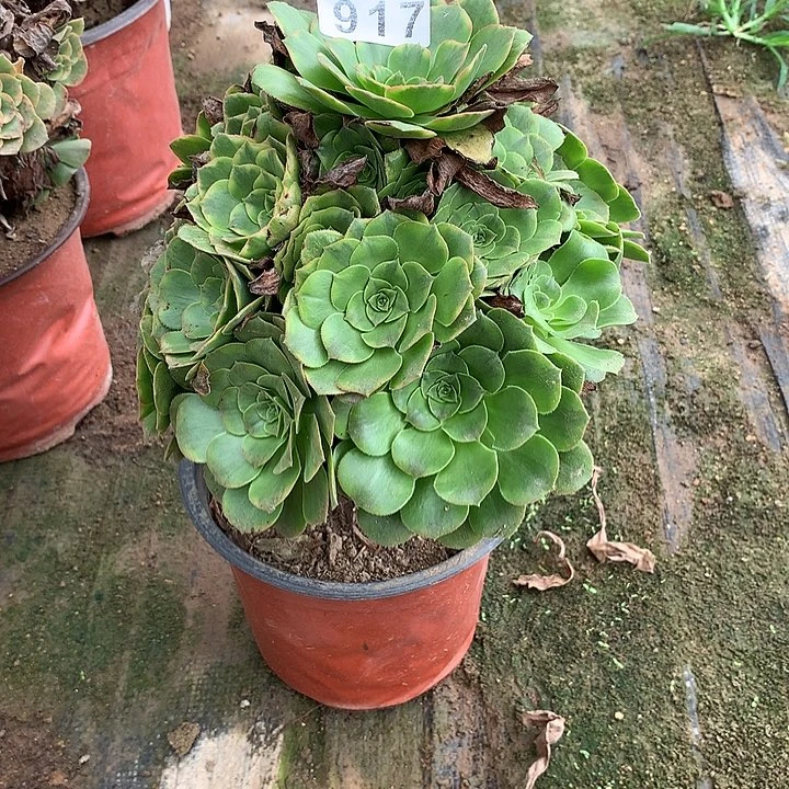 多肉植物金秋917号