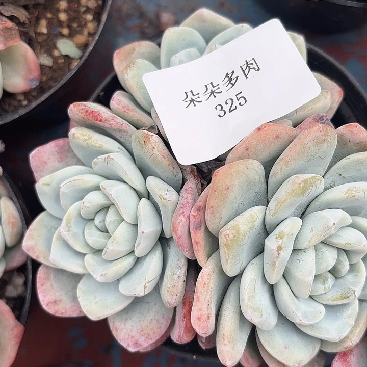 大哥325雨雨雨雨雨雨雨雨