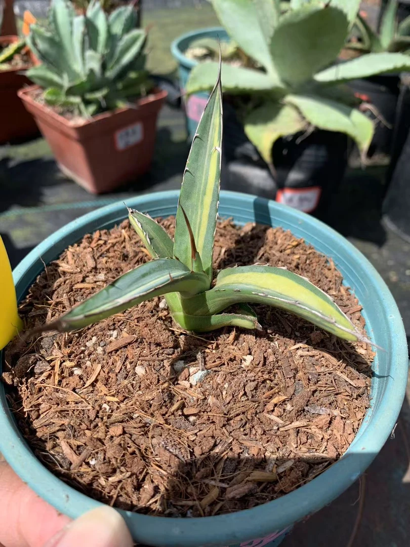 多肉植物背刺帝释天中班包邮偏远地区除外实物拍摄