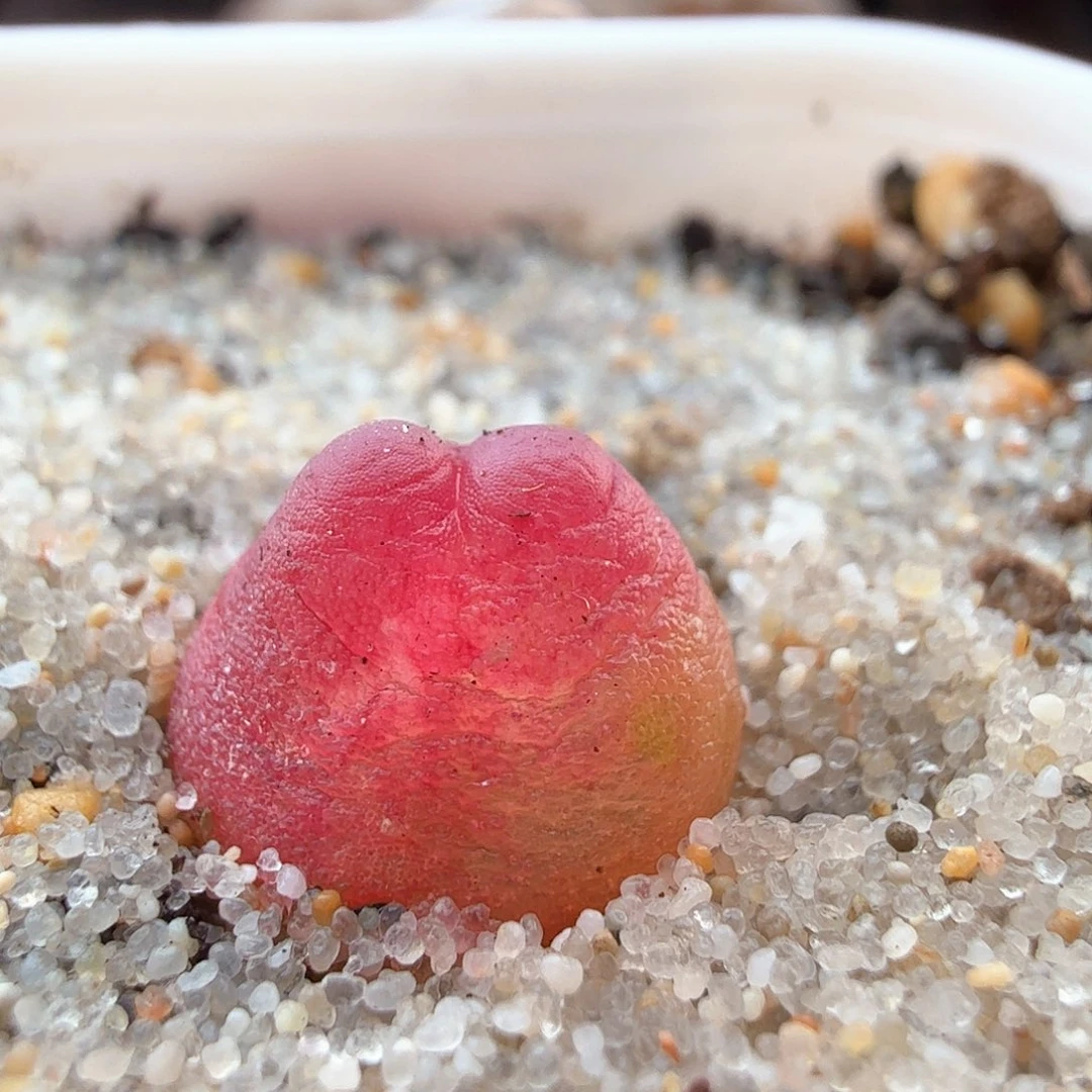 2.13.2/紫皮拉登1.0厘米