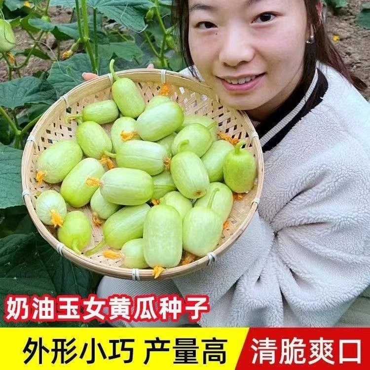 玉女水果黄瓜种子迷你小黄瓜籽生吃脆甜春秋种植阳台盆栽种子T