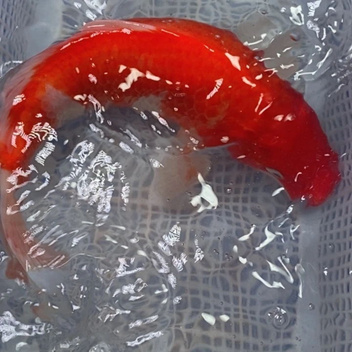 锦鲤冷水锦鲤包邮