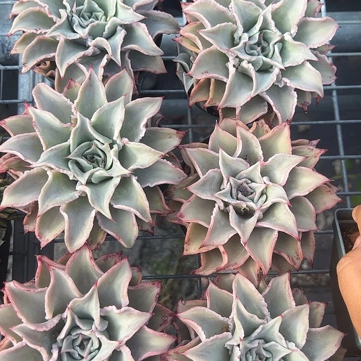 白色饺子皮多肉植物