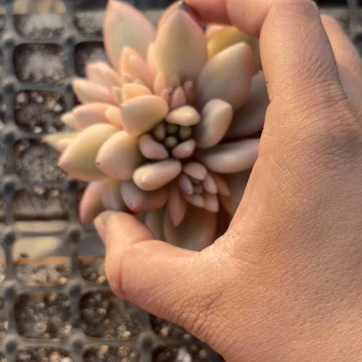 蜜桃啵啵锦多肉植物多肉植物