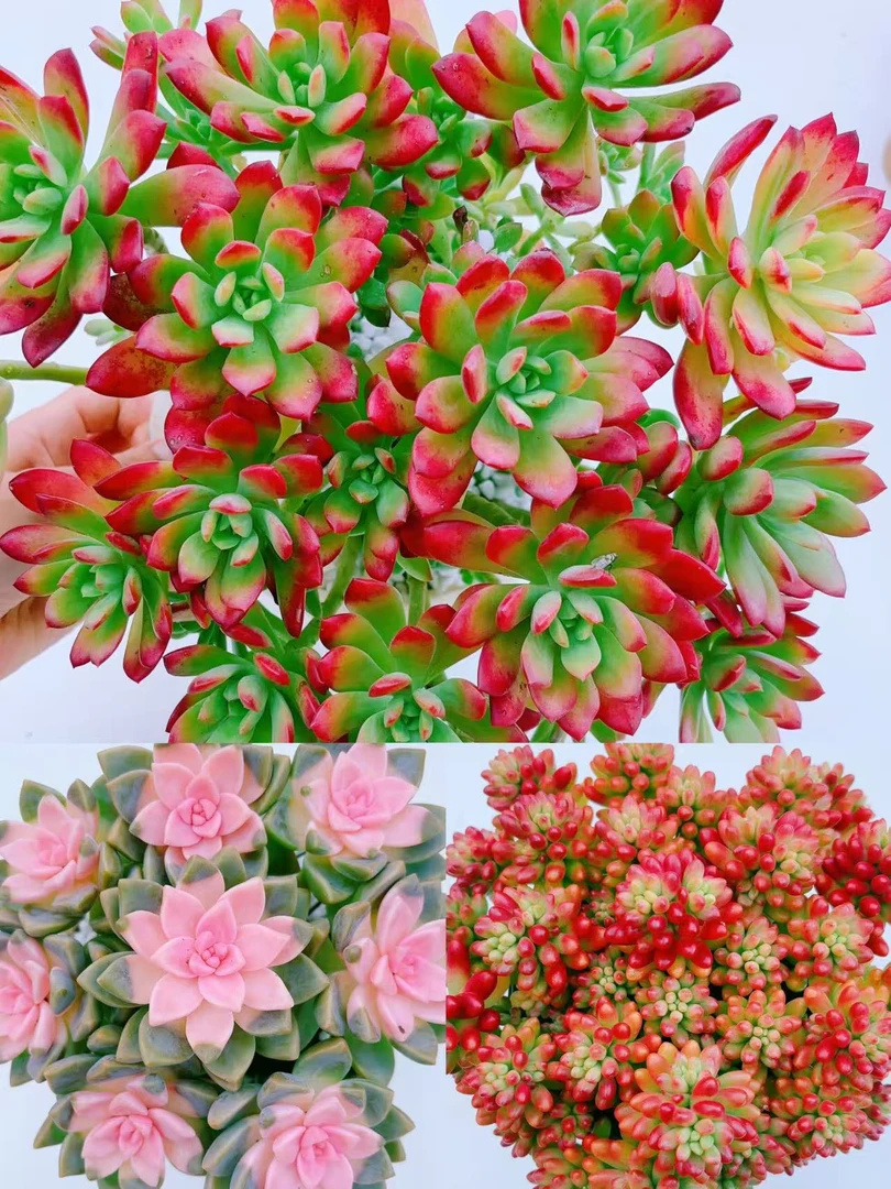 好运连连+樱花锦+转运珠}带盆土发 新手好养活 室内外养 金喜多肉