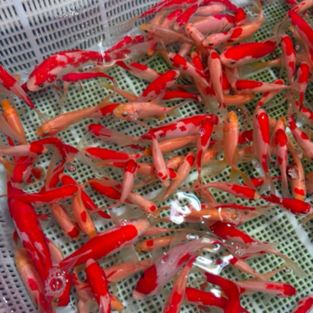 精品红白小金鱼 7-9公分大红白 9条 随机搭配包邮包损耗