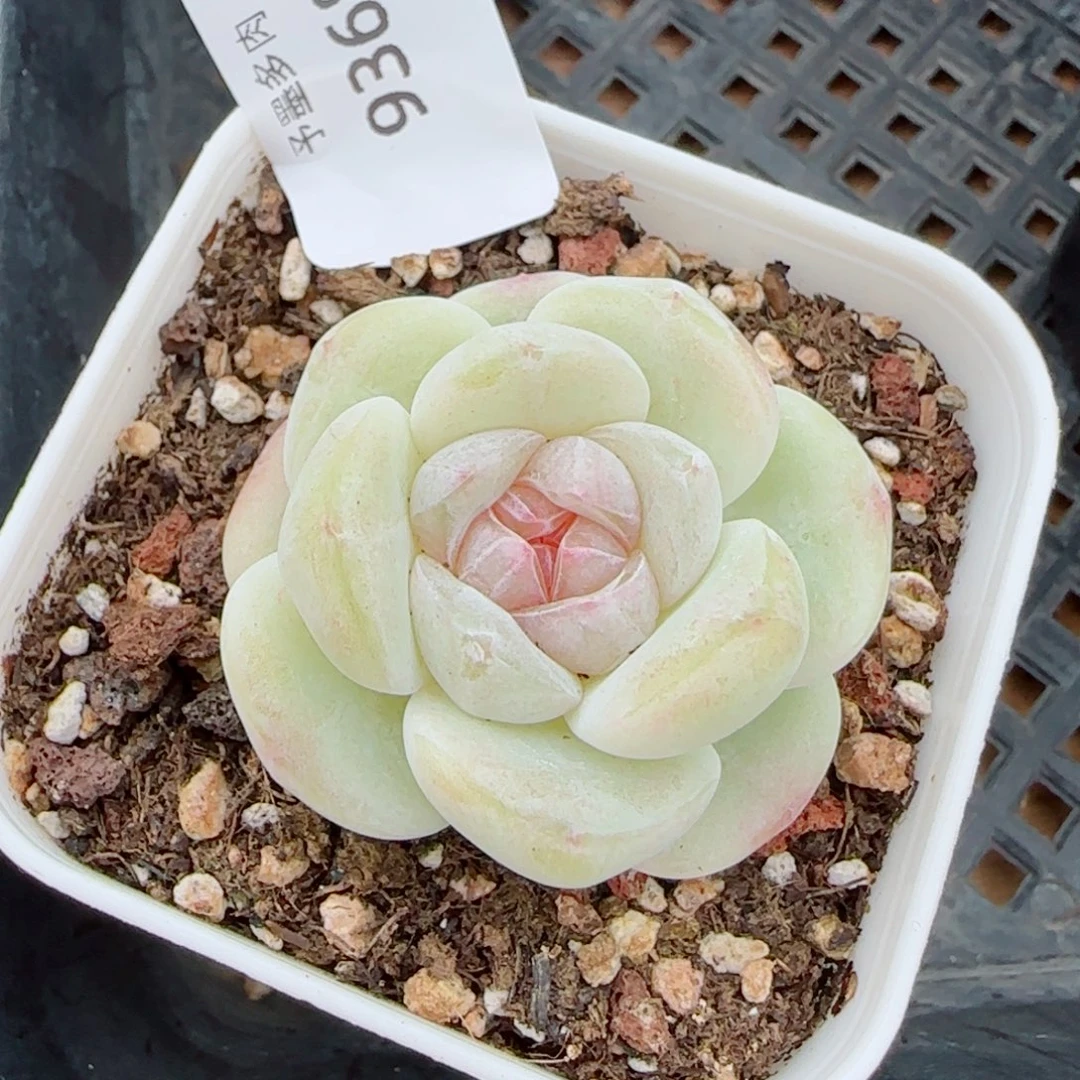 玻璃体糖心冰玉，9368多肉植物