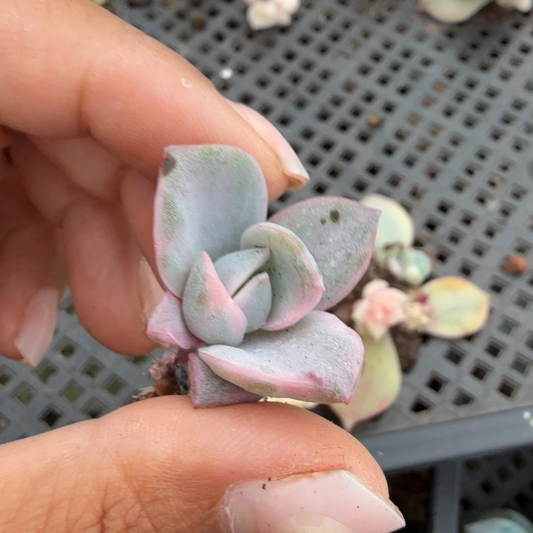 彩锦可爱玫瑰锦腹欧你锦