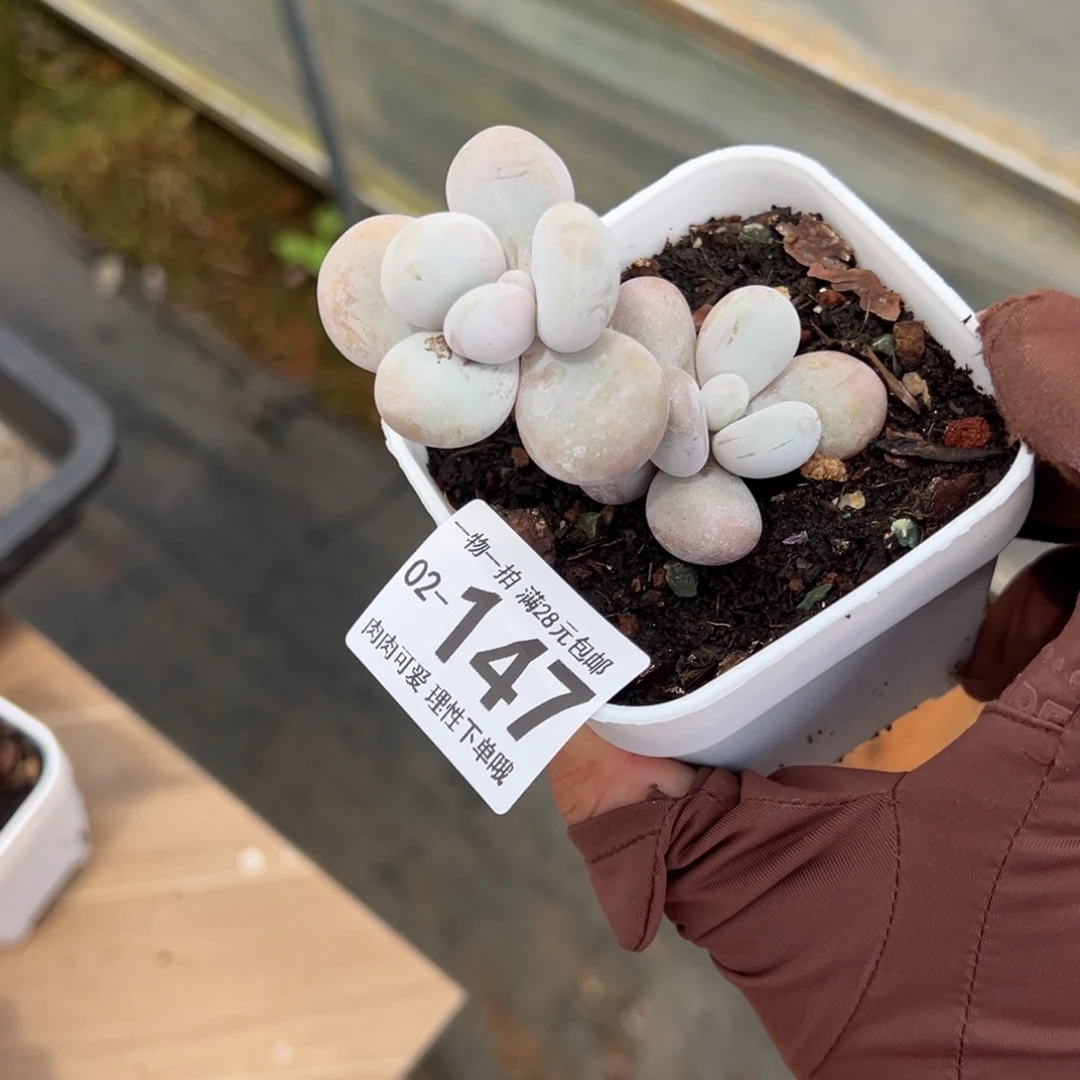 奶酪多肉多肉多肉多肉