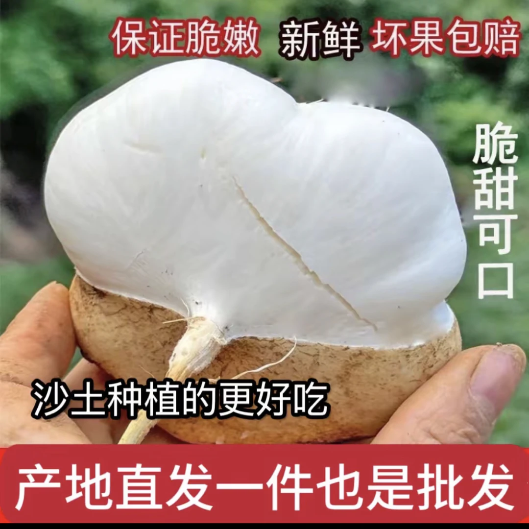 湖北凉薯地瓜脆嫩多汁