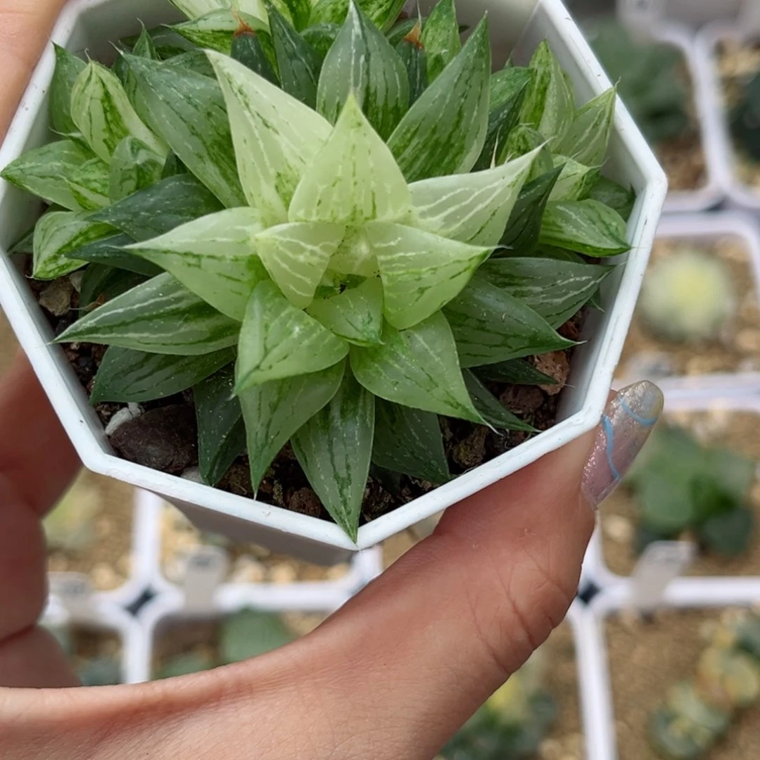 520元祖冰砂糖锦哈哈哈哈哈哈