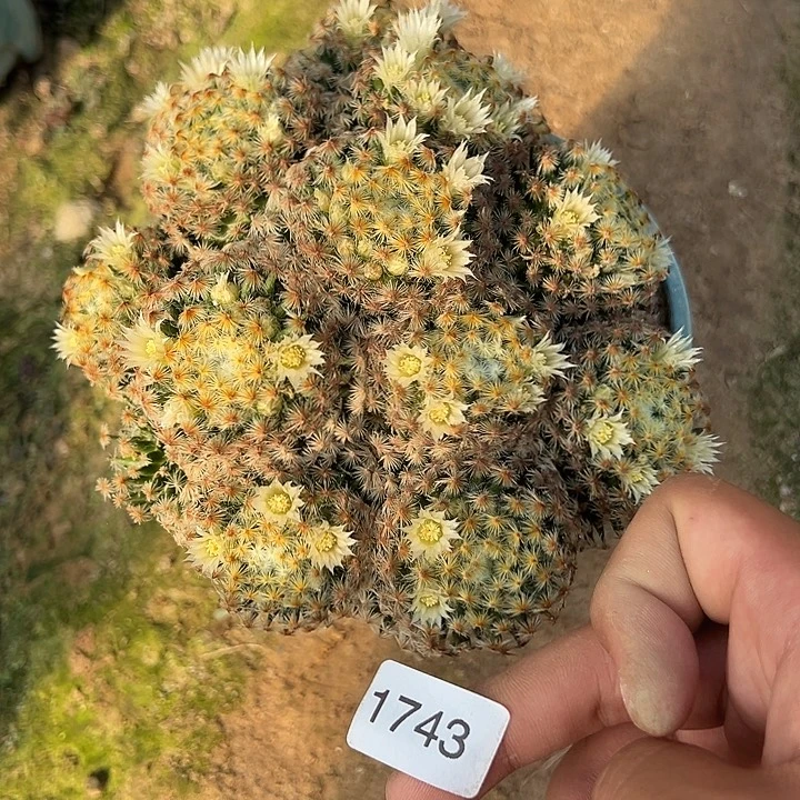 1743号明星不知道啥根