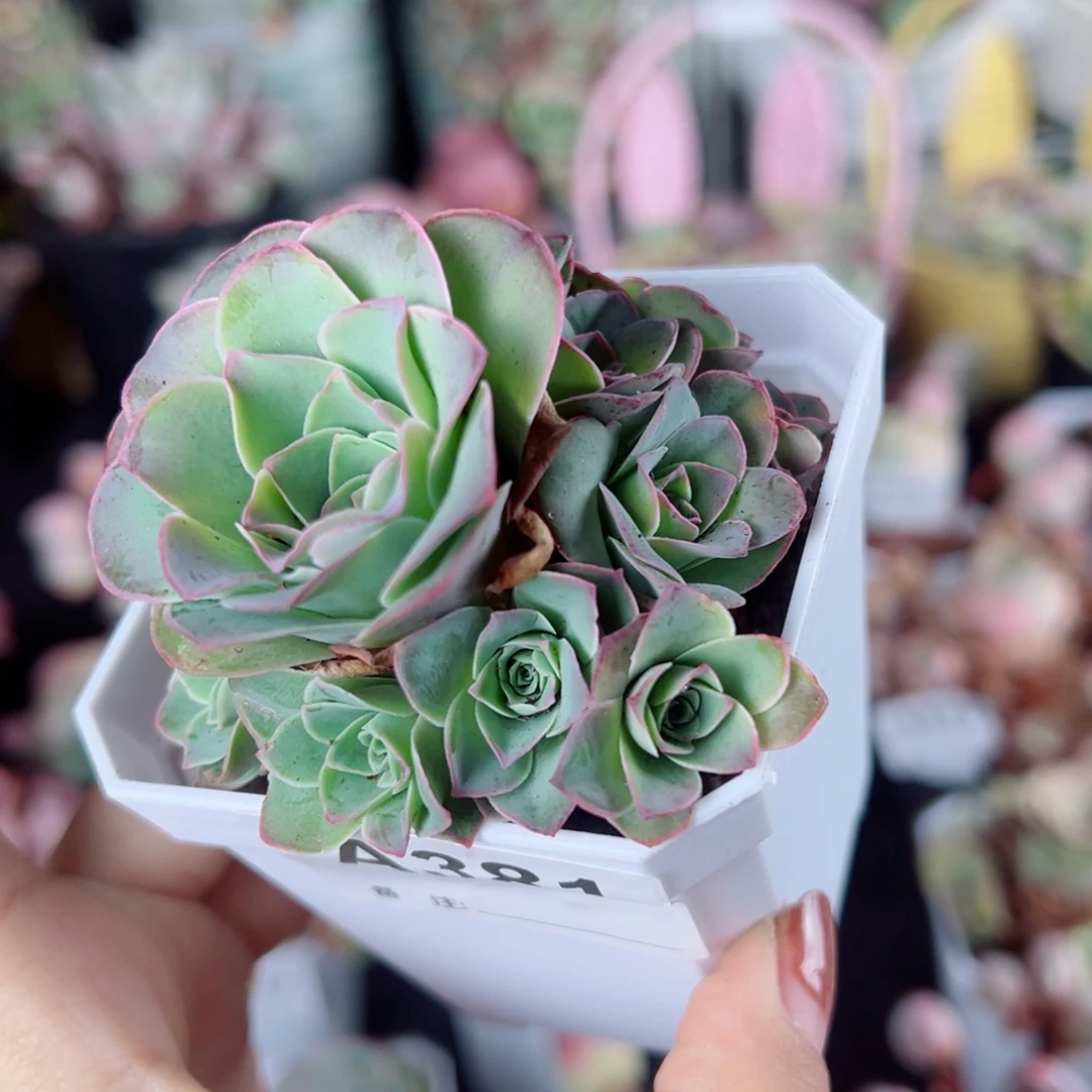 381紫玫瑰手捧花。