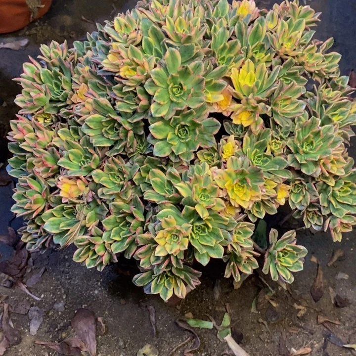 甜茶多肉断头不包1562