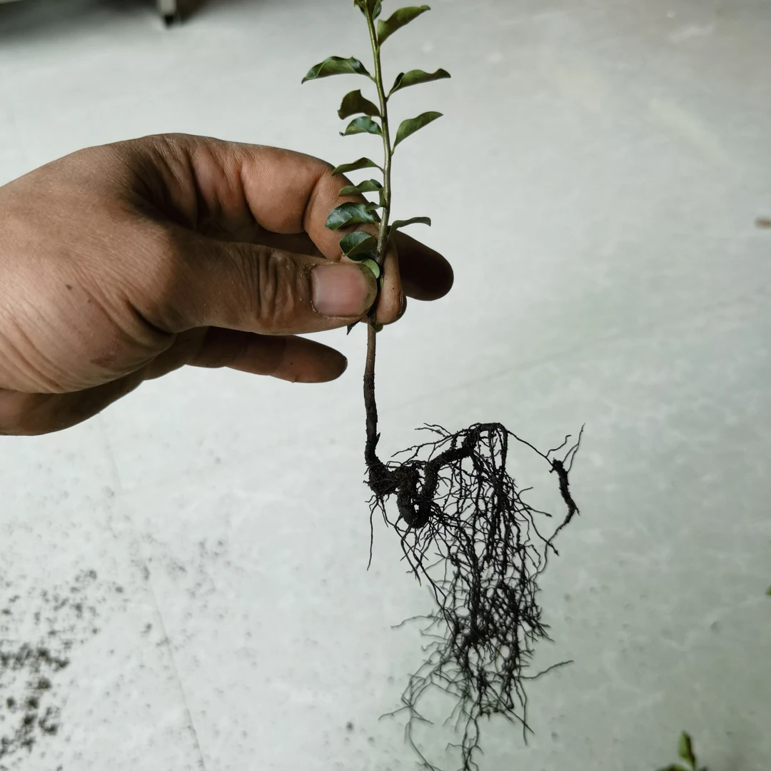 金弹子小苗出枝高度10- 40厘米左右附石弯弯苗