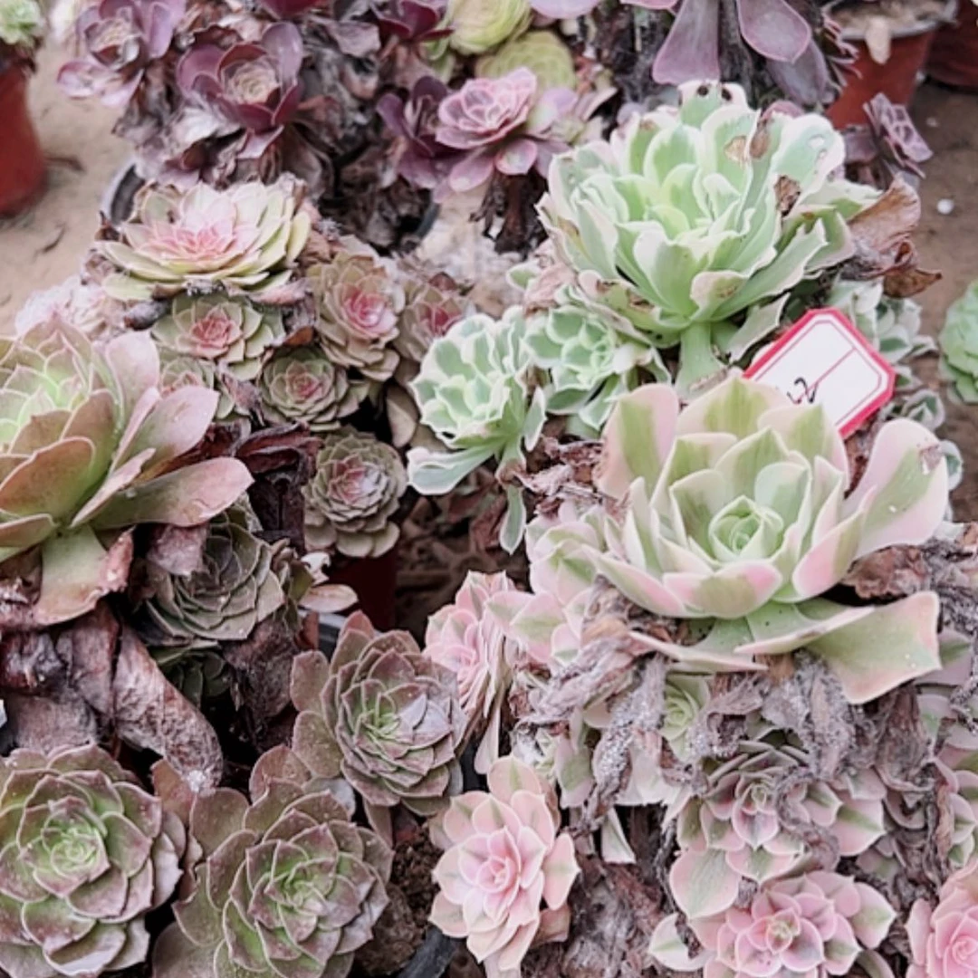 【闪购商品】无花朵素**生42号套餐6颗