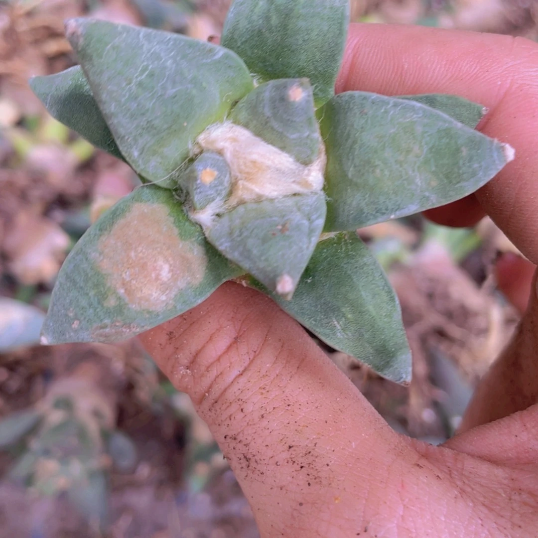 大***Y福利福利福利福利