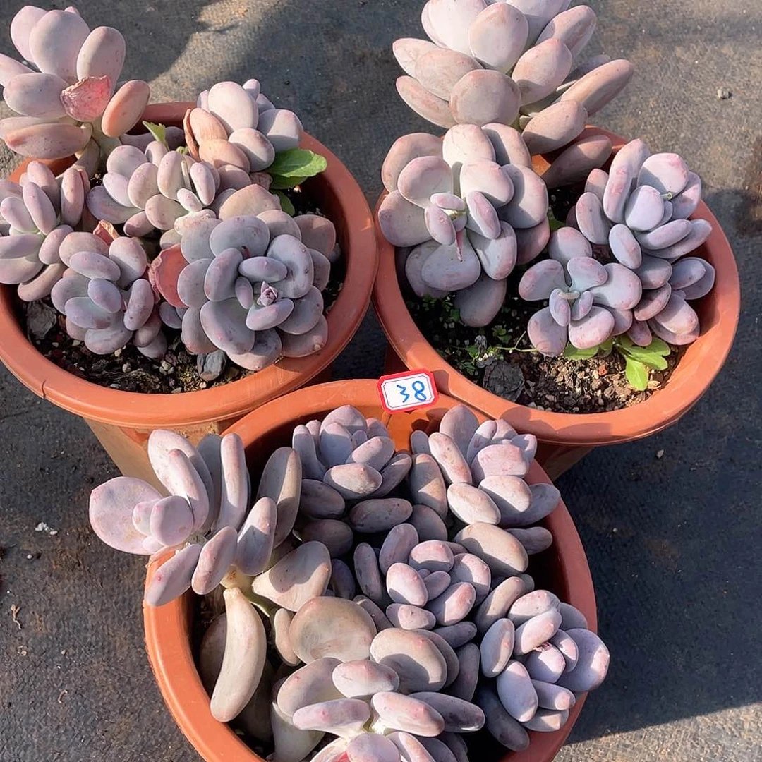 芋***糖38一筐 3颗 一物一拍多肉