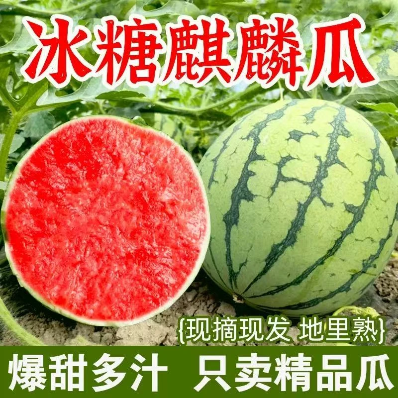 果园直发新鲜采摘运城夏县美都麒麟瓜精品头茬西瓜