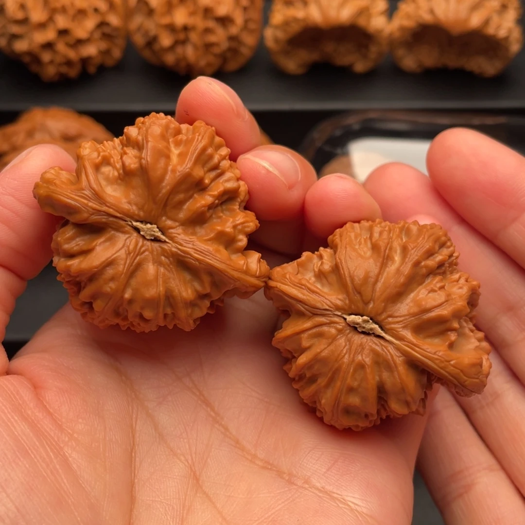 把件文玩核桃山地白狮子43尺