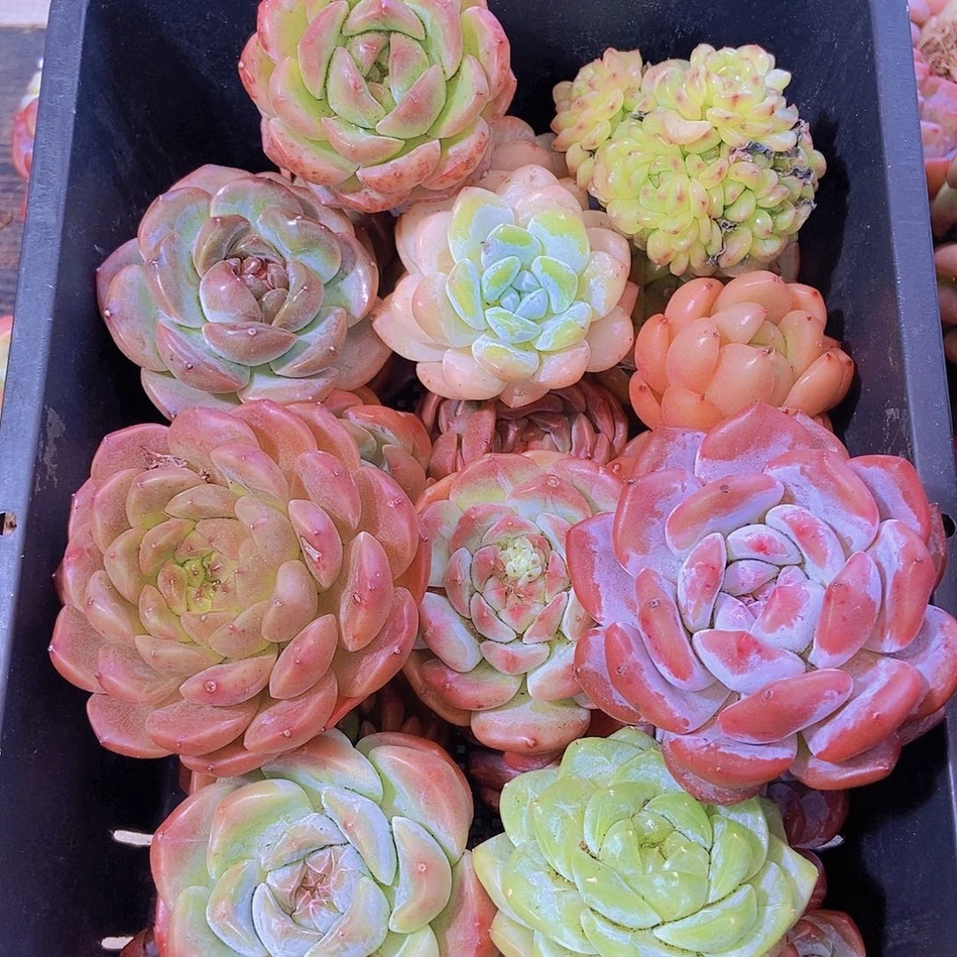 00002量拍保底20颗，大