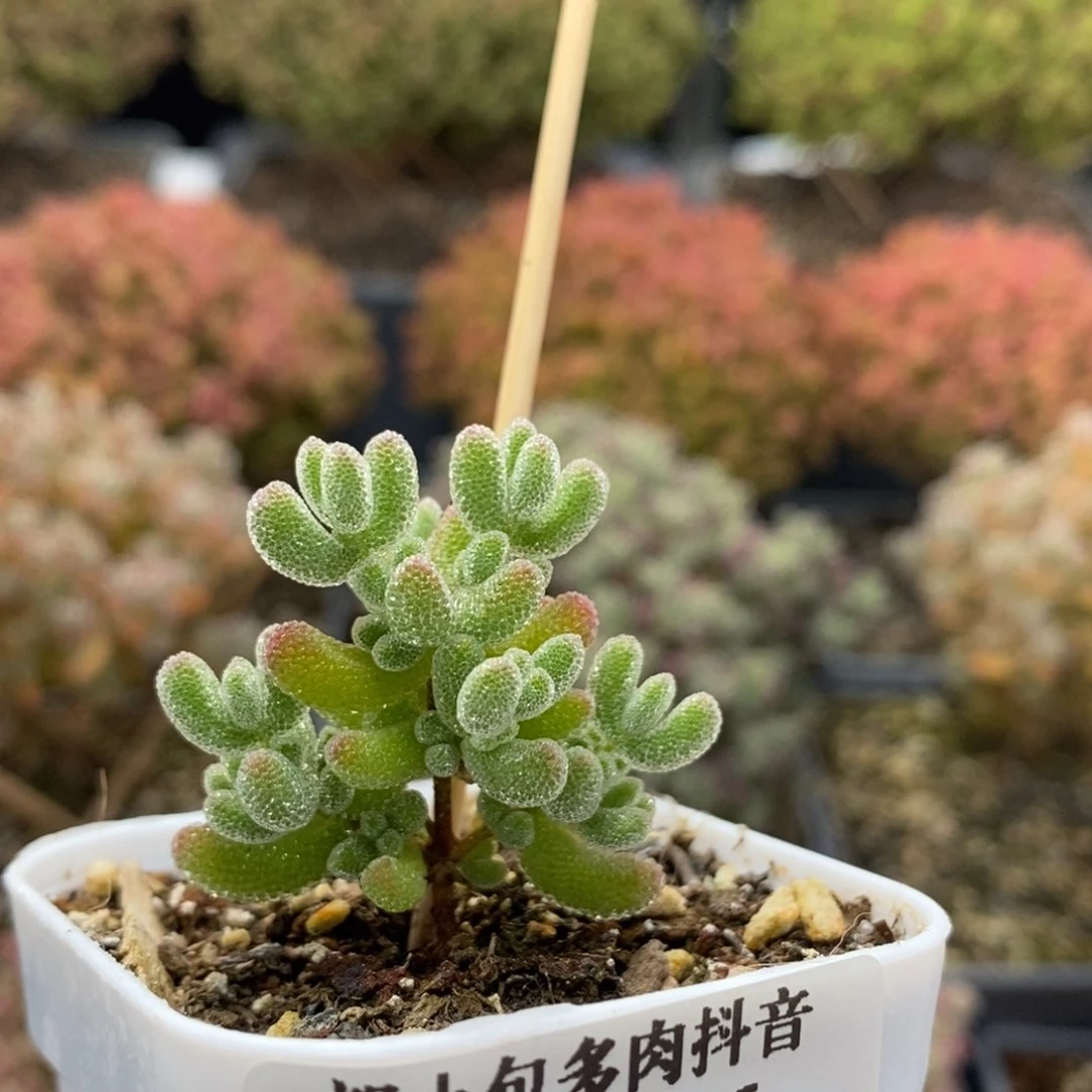 优选冰晶7126枝干番杏