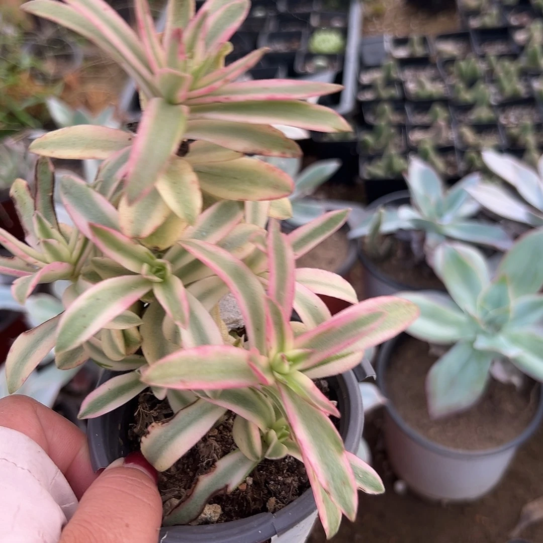 多肉植物多肉植物