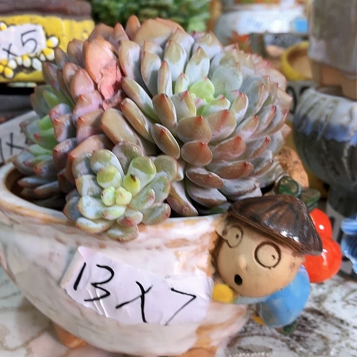 多肉花盆，满15包邮